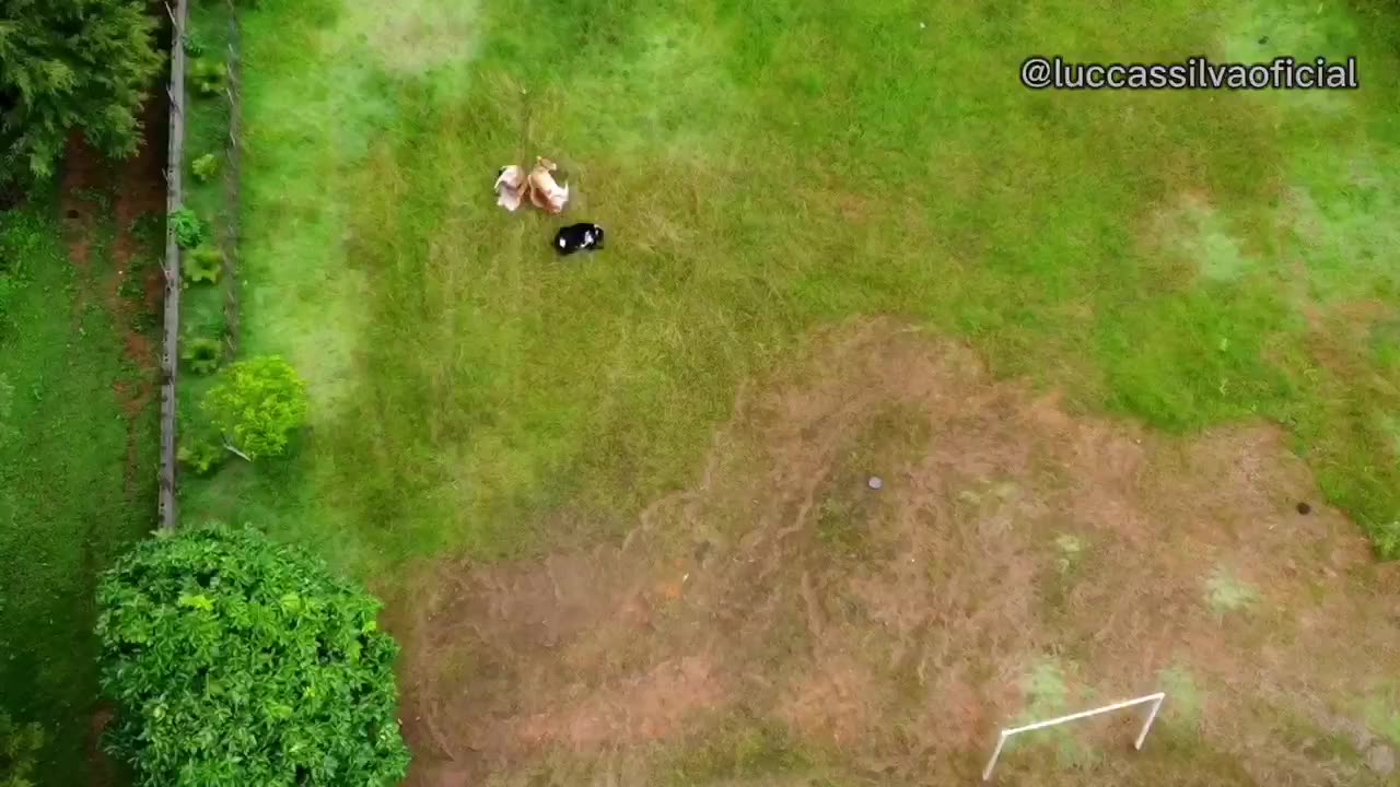 PROCURANDO ANIMAIS PERDIDOS EM MAIRIPORÃ SP COM DRONE | LUKÃO