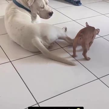 It clearly shows that dog hates the puppy😂😂