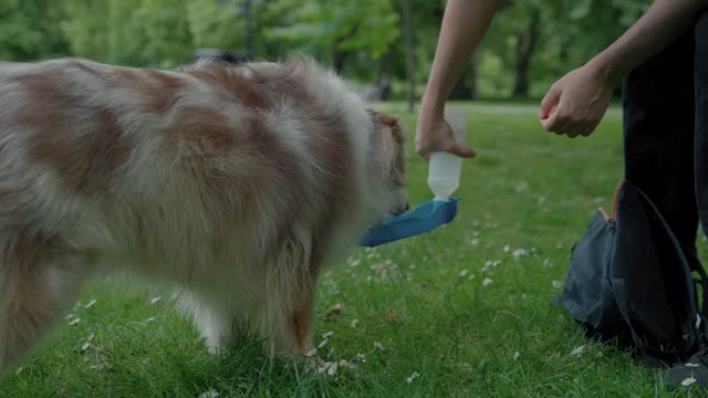 smart dog