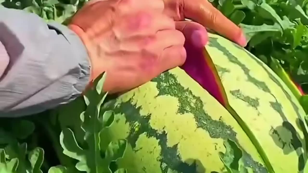 Water melon farm - farming life