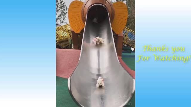 Funny and Cute Cat's Life, Cats Are Owners Best Friends