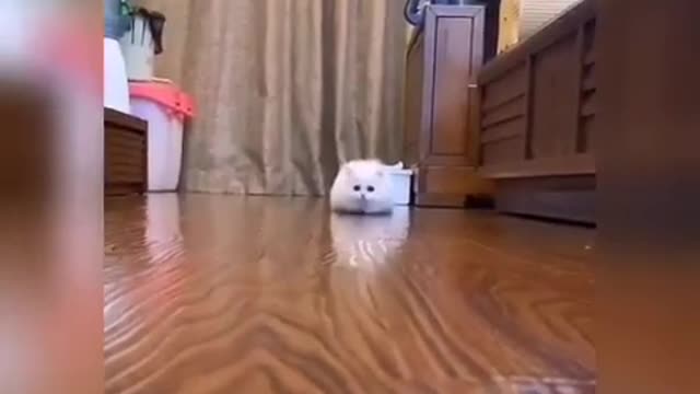 Cute and Funny Cat Videos compilation