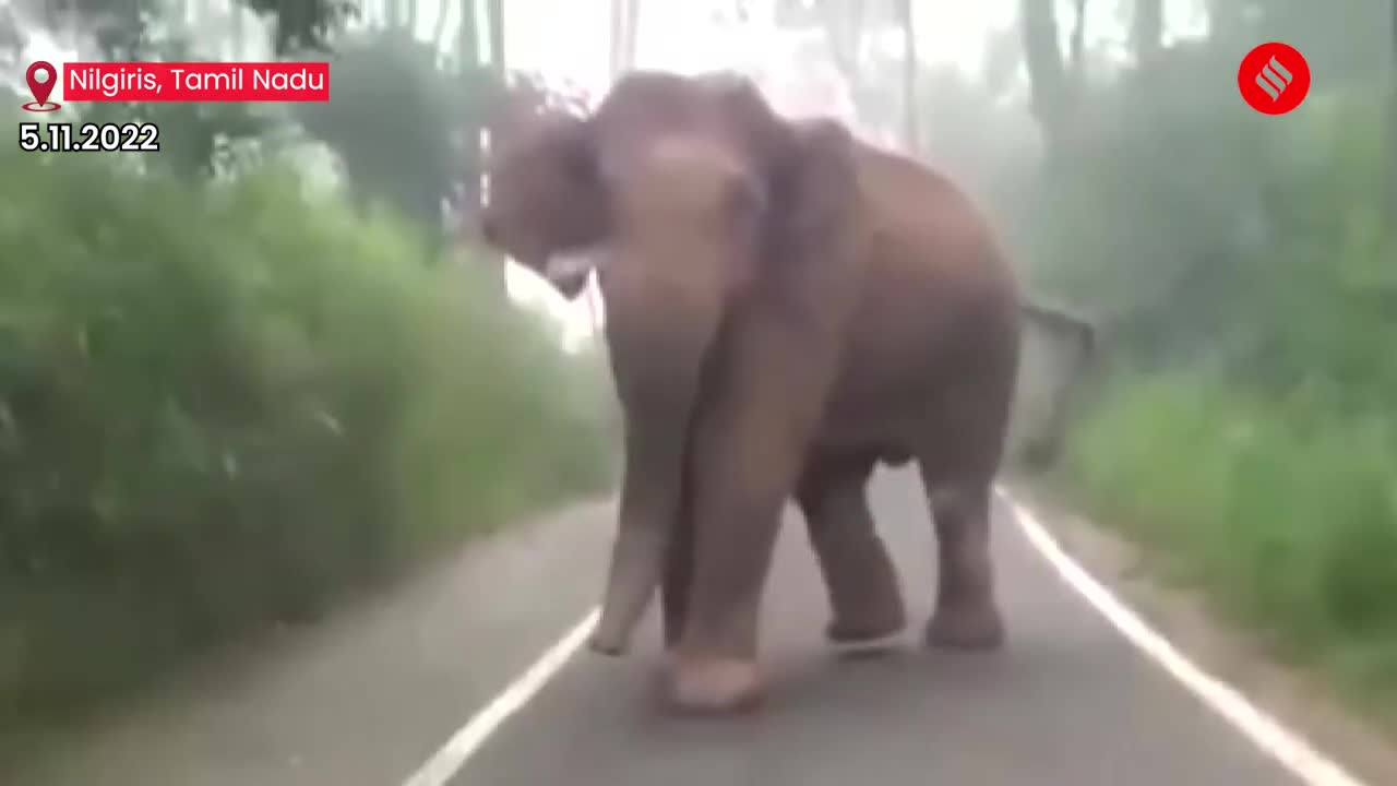 Watch: Wild Elephant Chases Forest Vehicle In Nilgiris, Tamil Nadu