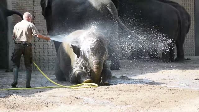 Pet elephant being bathed