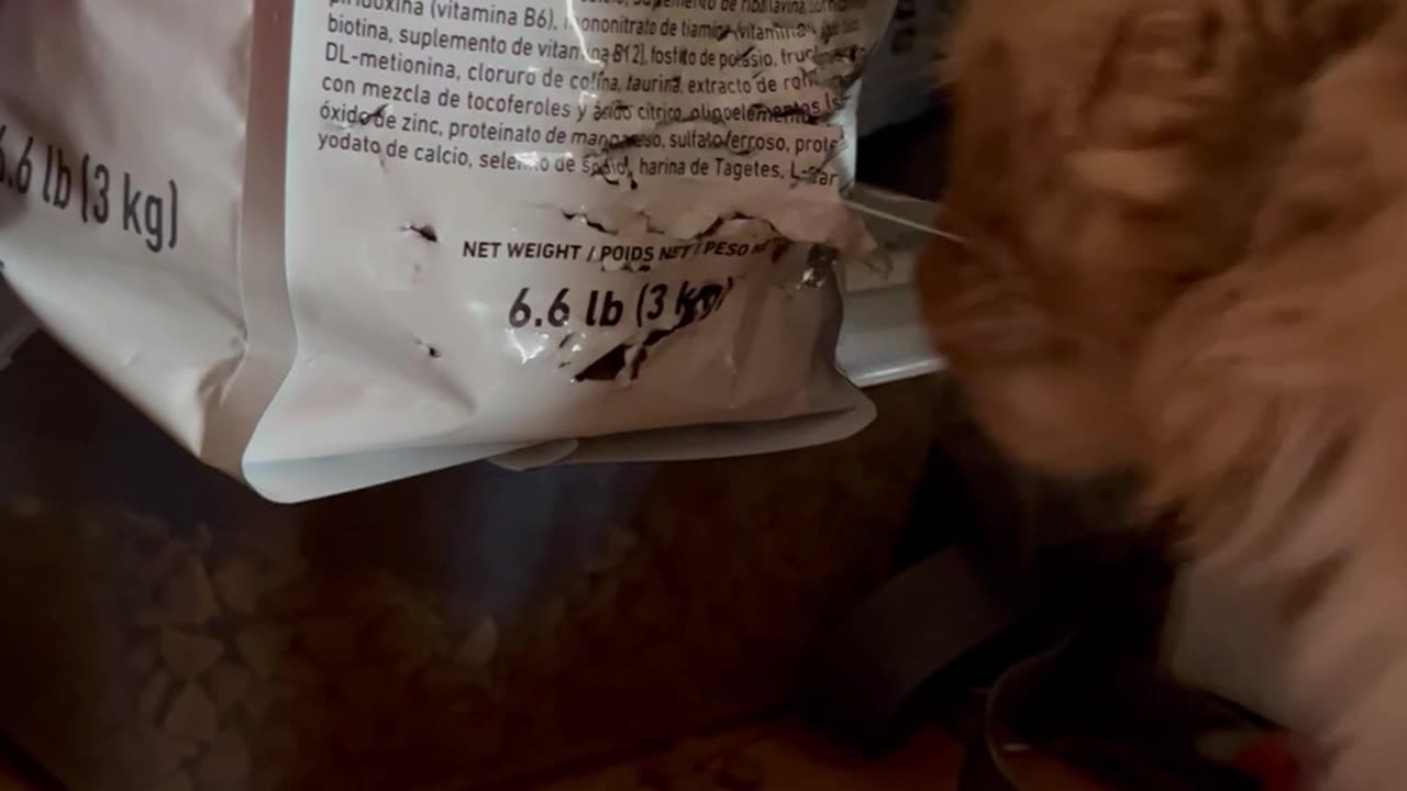 Naughty Cat Breaks Into Bag of Kibble