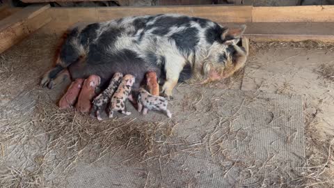 Piglets Get Pushy When It's Time to Eat