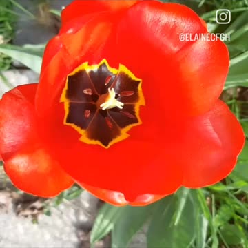 Beautiful flowers from my garden 2023