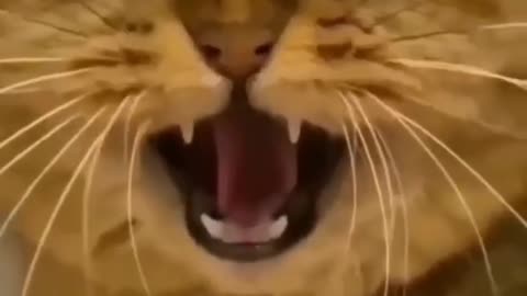 Funny Cat