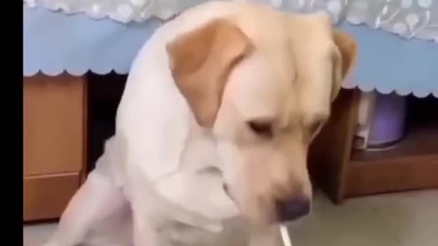 Animal Funny Video 2022 - Try to Not Laugh