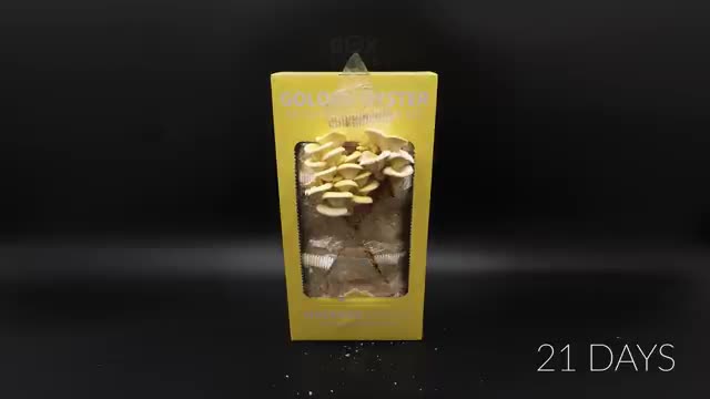 Growing Golden Oyster Mushroom Time Lapse - Two Harvests In 22 Days