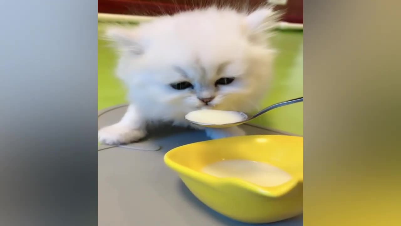 Funny animals - Funny cats and dogs - Funny animal videos 2023