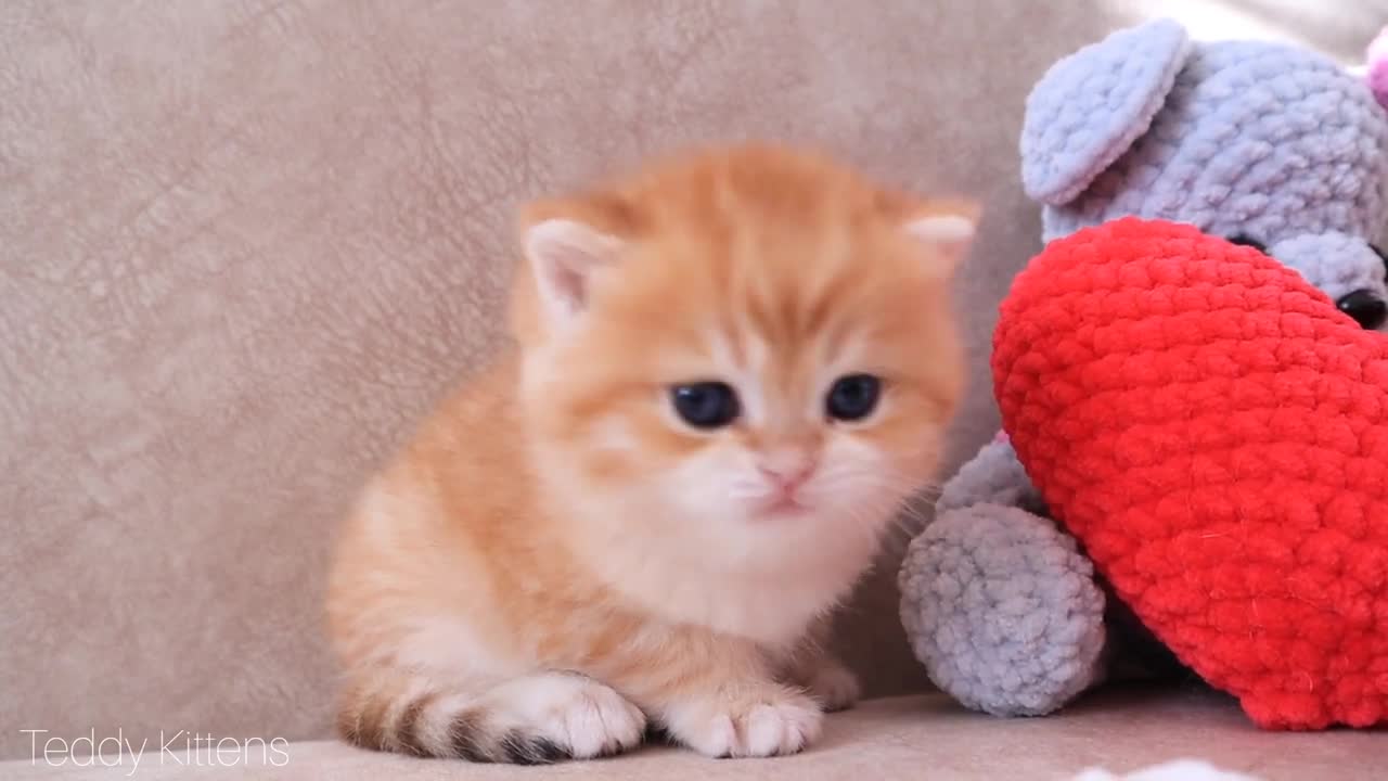 Cat Anabel and her four BABY | british shorthair kittens