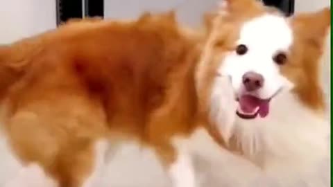 Funny dog video #trend#