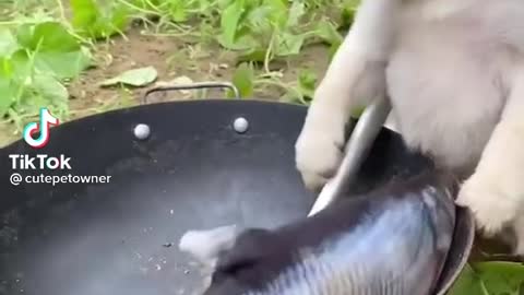 The fish was put in the pot because the dog was too hungry 😂😂😂