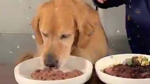 #MRBEAST Feeding A Dog $1 vs $10,000 Steak