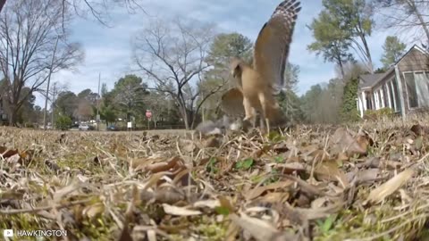 14 Best Hawk Attacks Caught On Camera!!