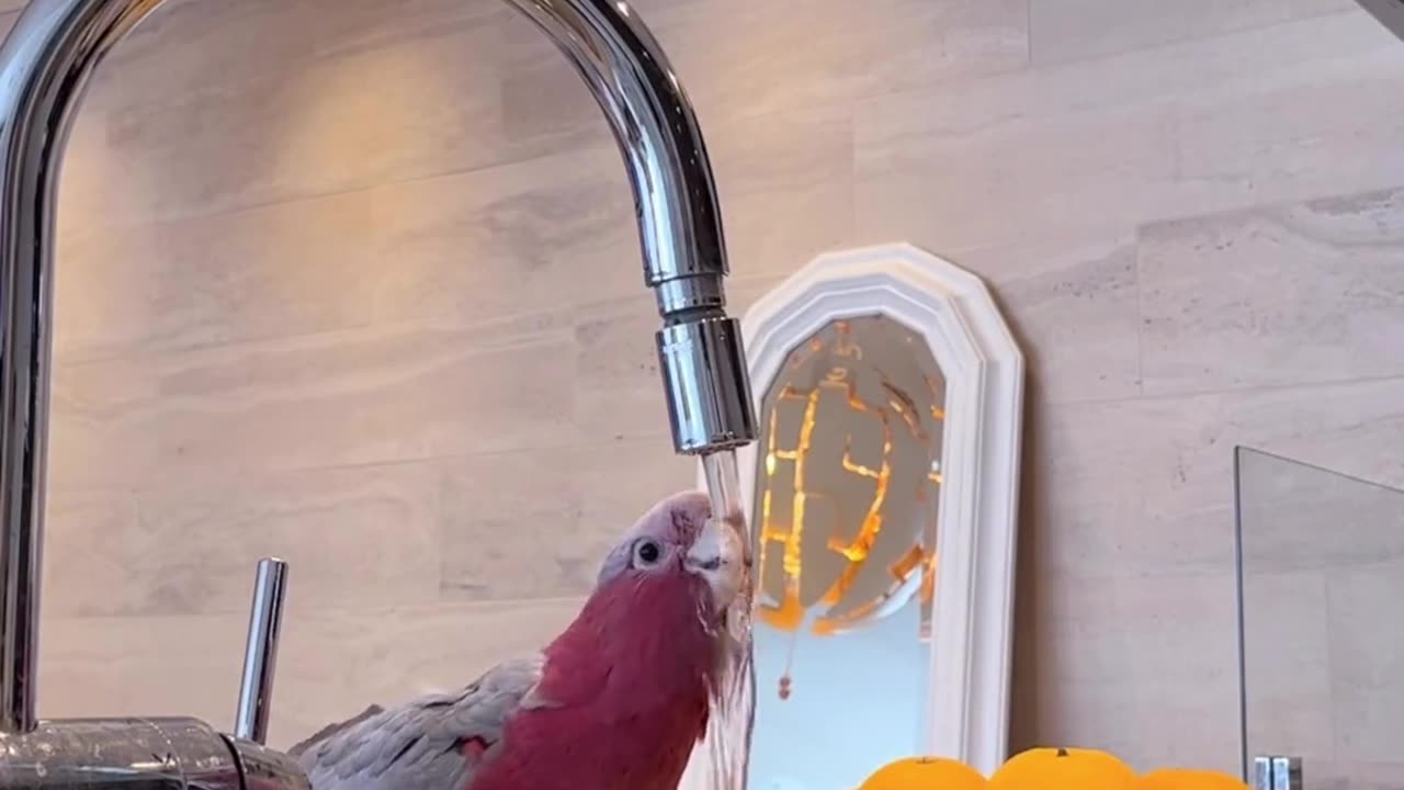 Parrot playing