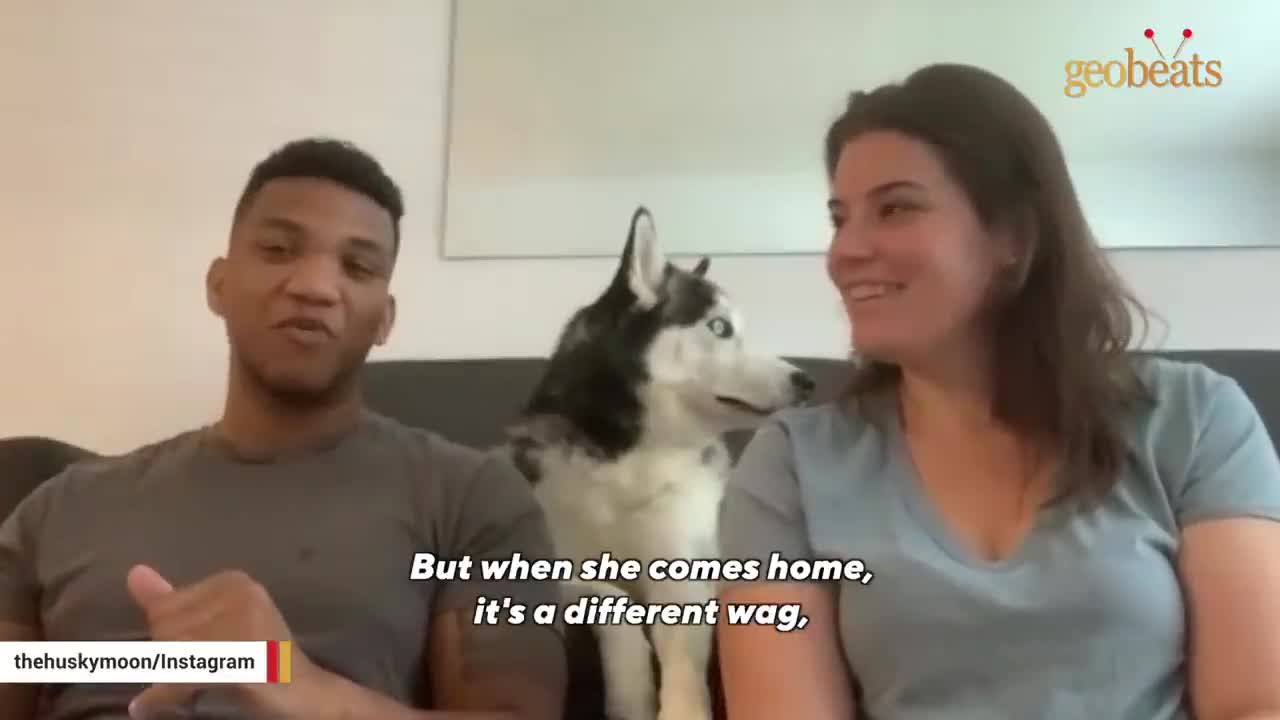 Assertive dog learns to say 'NO' to dad