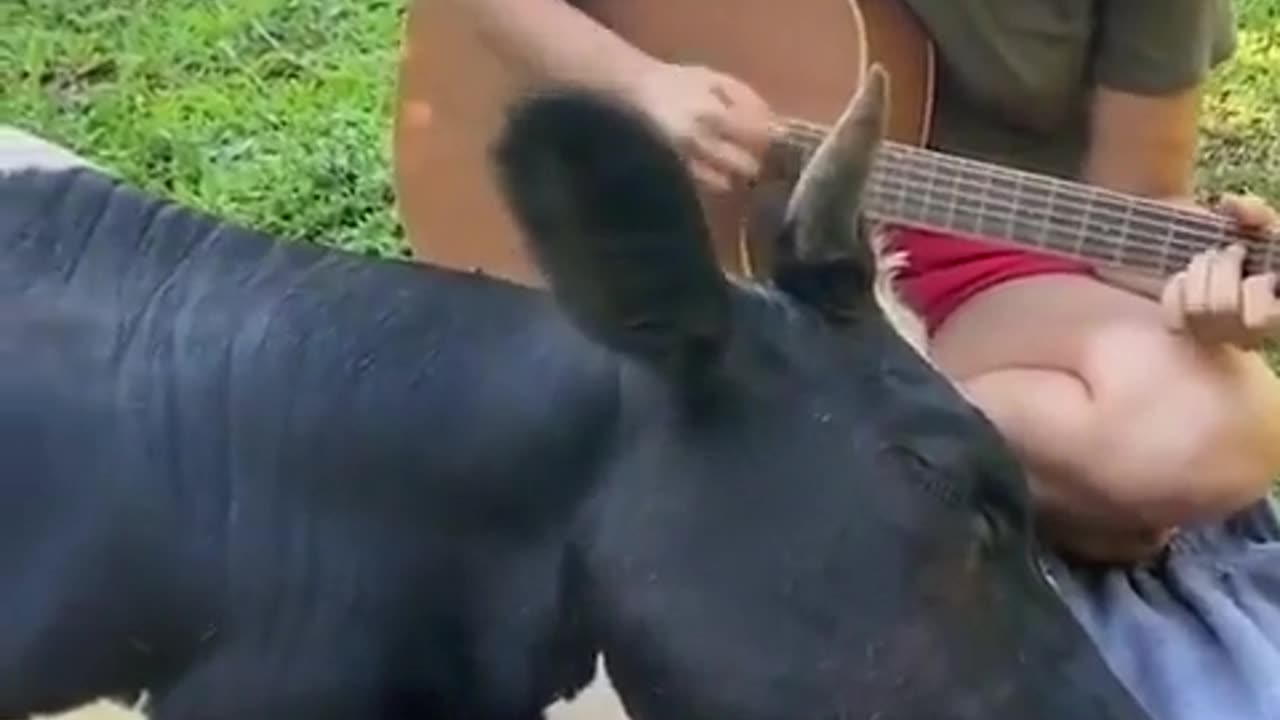 Cow loves listening to Guitar