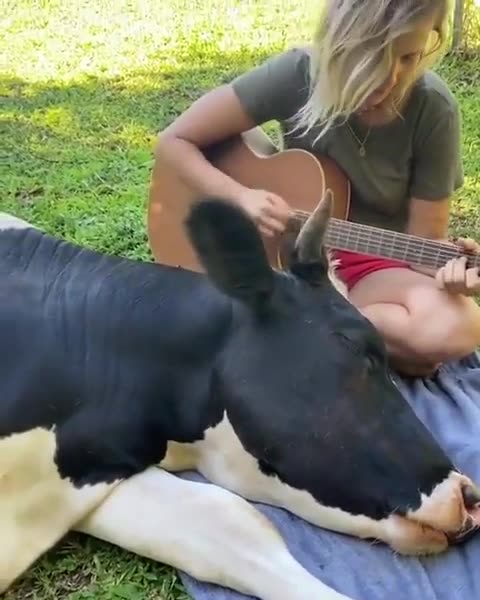 Cow loves listening to Guitar