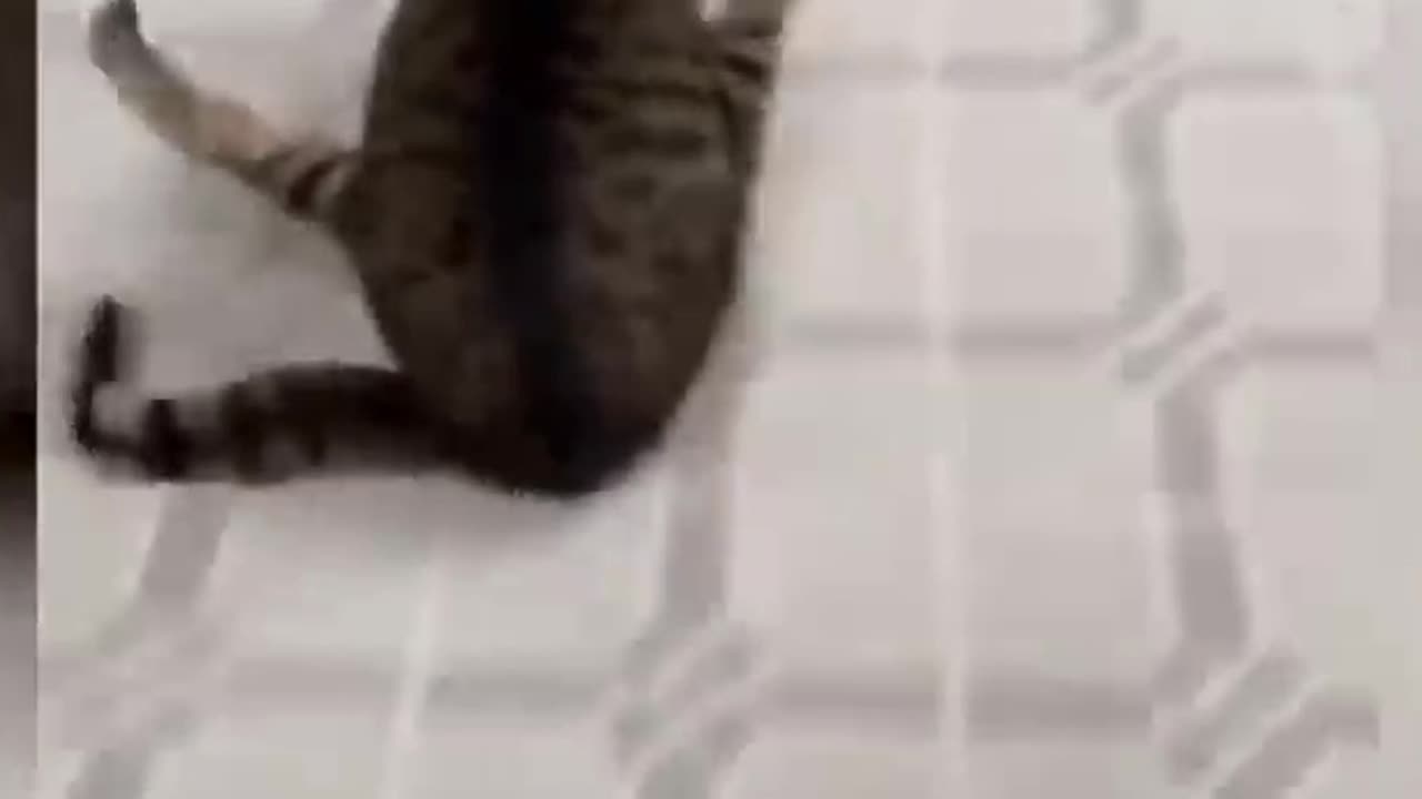 Most Epic Animals Videos😂 - Best Cats😹 and Dogs