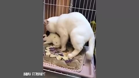 Funny cats / dogs - Funny animal videos Part6