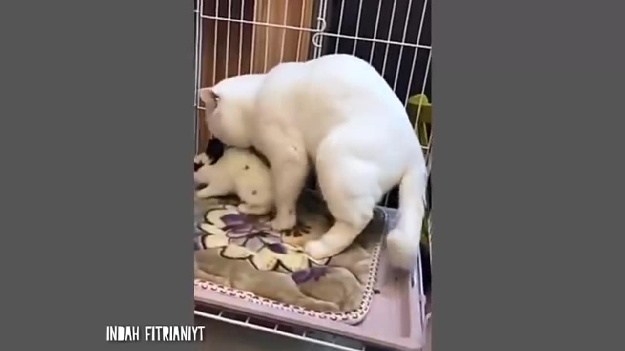 Funny cats / dogs - Funny animal videos Part6