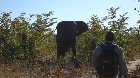 Elephant video