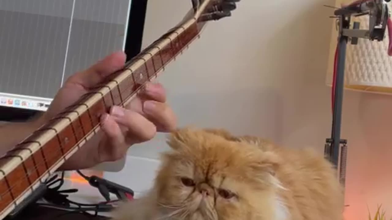 A beautiful Cat listening to music 🎶 Part 3