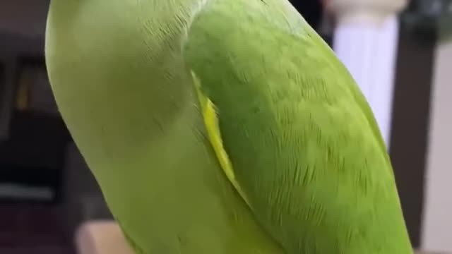 Parrot Talking New Video | Parrot Funny Clips