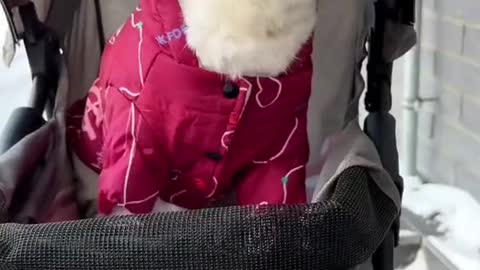 Cat enjoying cold