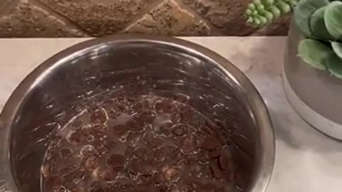 Dog Reviews Food With Brother