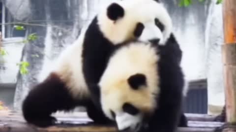 Panda Animals Cute and adorable But very Dangerous