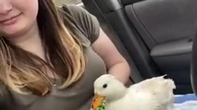 Sugar the angry duck