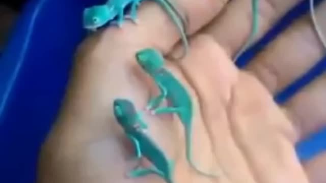 strange little creatures