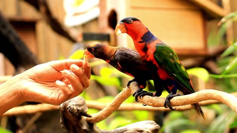 Exotic Parrot Live