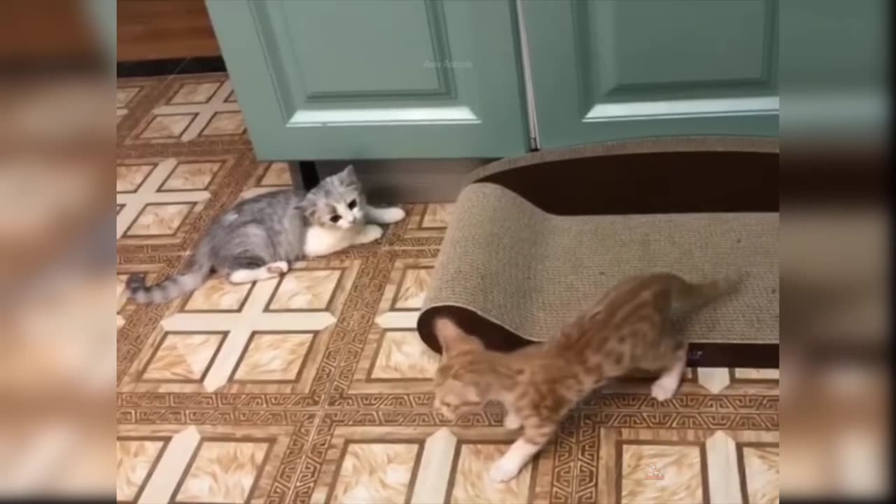 Baby Cats - Cute and Funny Cat Videos Compilation #60 | Aww Animals
