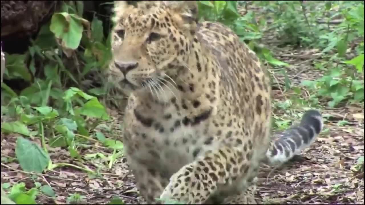 Happy Leopard