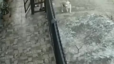 Funny dog