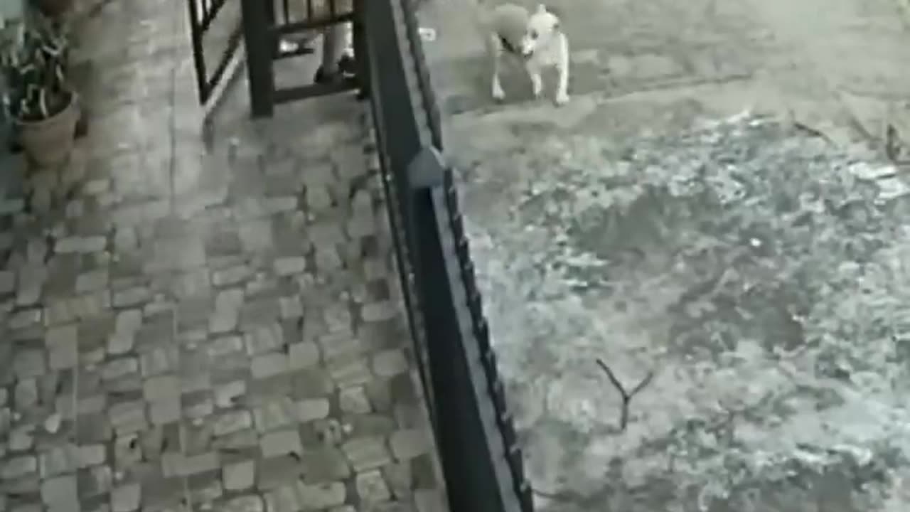 Funny dog
