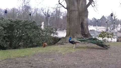 Funny birds