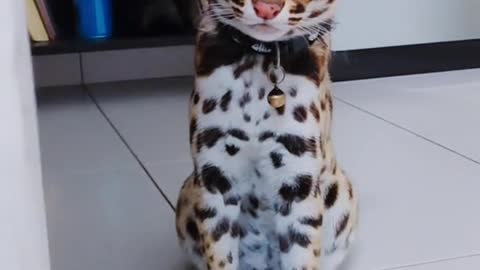 aku kucing aku kucing