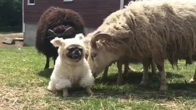 Big sheep and little dog.