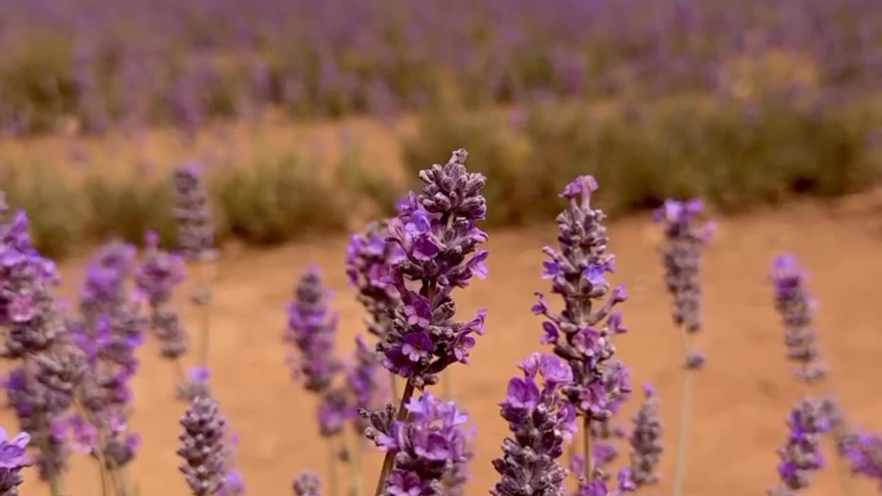 Beautiful flowers