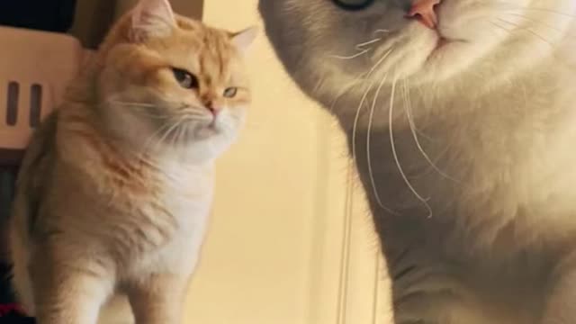 #foryou #cat #interesting #stupid #funny #pet #cute #animal #music