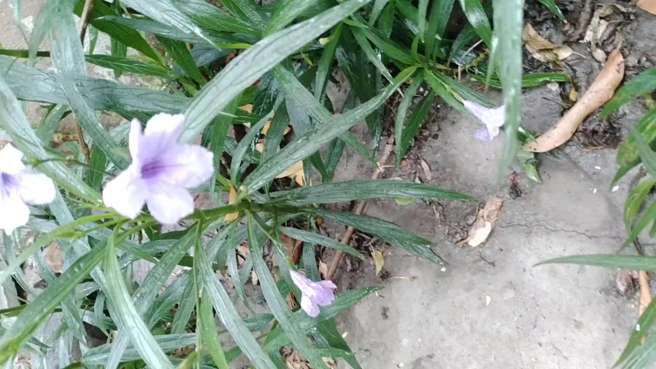 Blue bell flower