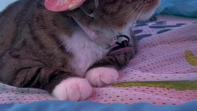 Everyone: Cats hate water!Pixel...