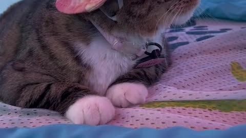 Everyone: Cats hate water!Pixel...