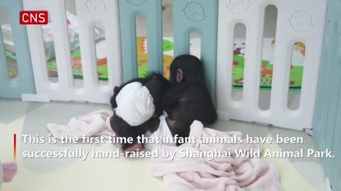 BABY CHIMPS