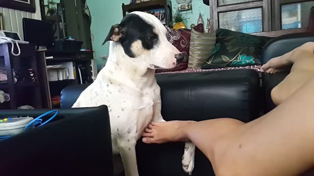 Dog asks for a belly rub